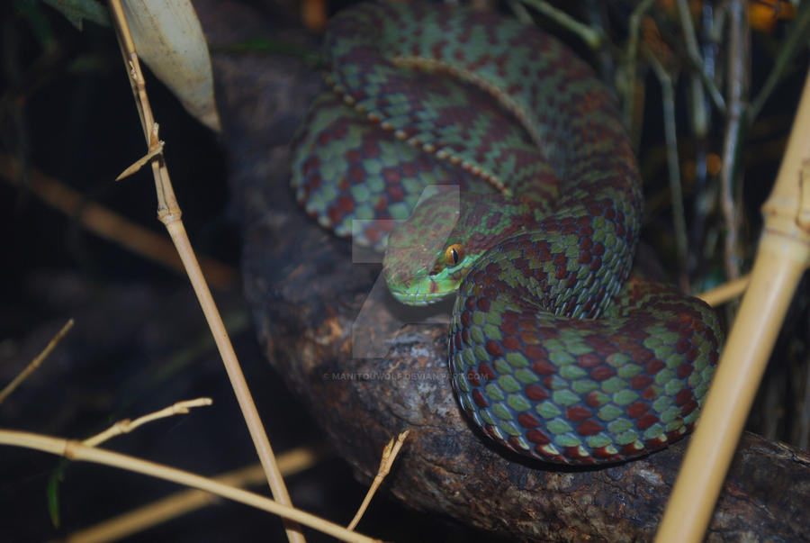 Beautiful Pitviper