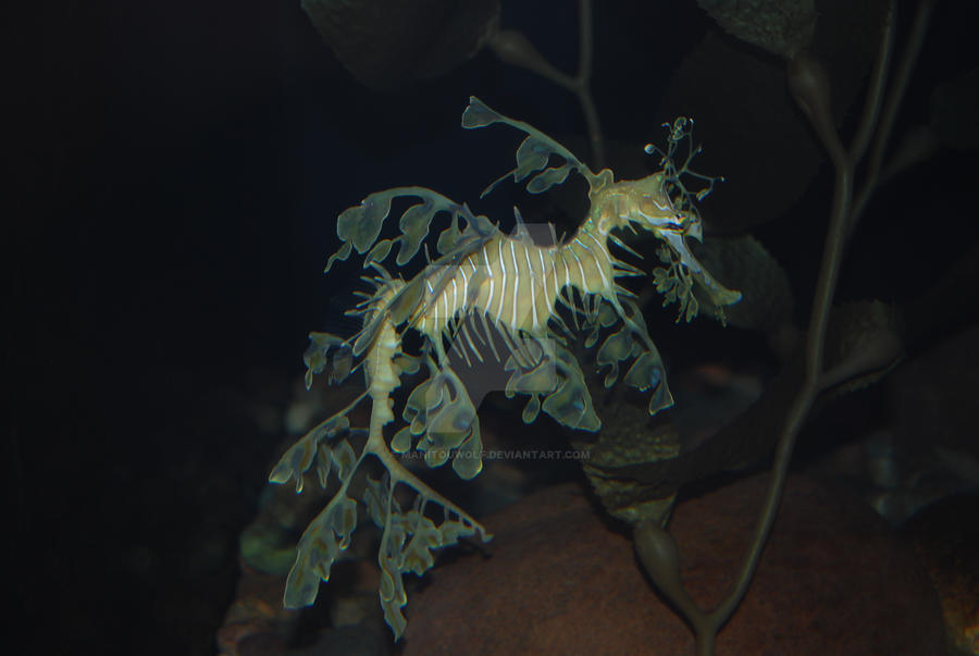 Leafy Sea Dragon