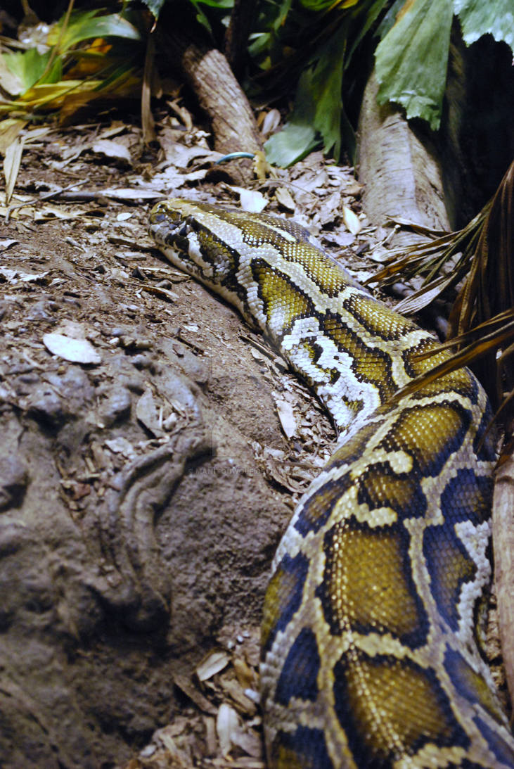 Burmese Python by ManitouWolf on DeviantArt