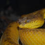 Portrait: McGregor's Pitviper