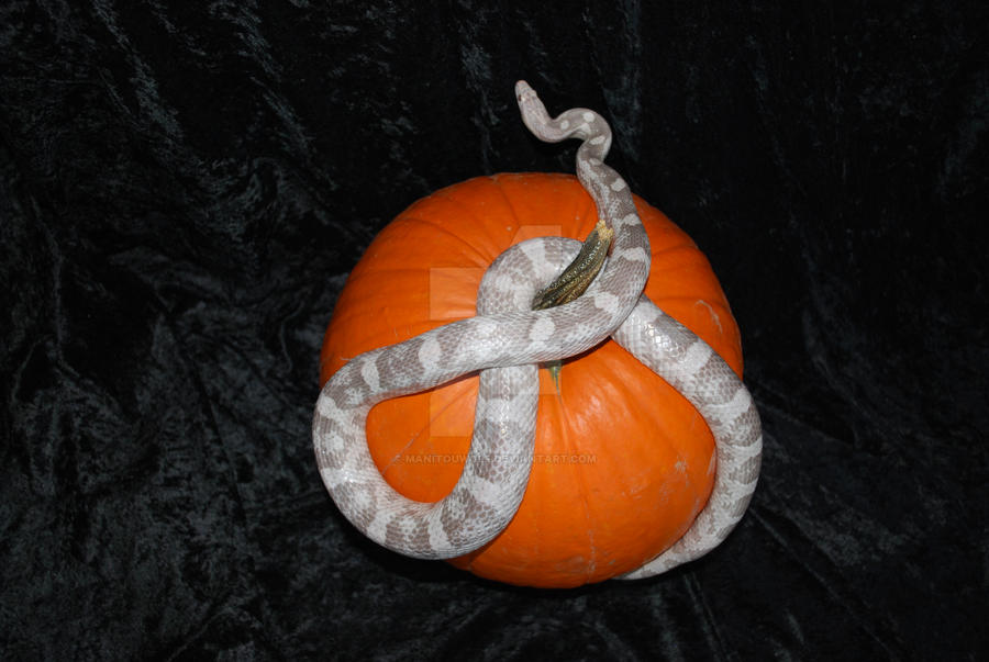 Leviathan and Pumpkin B 2012