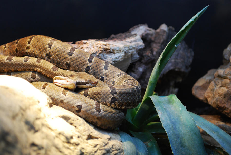 Kyogle Rattler Cuddling Rattlers by ManitouWolf on DeviantArt