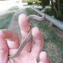 Baby Garter Snake 02
