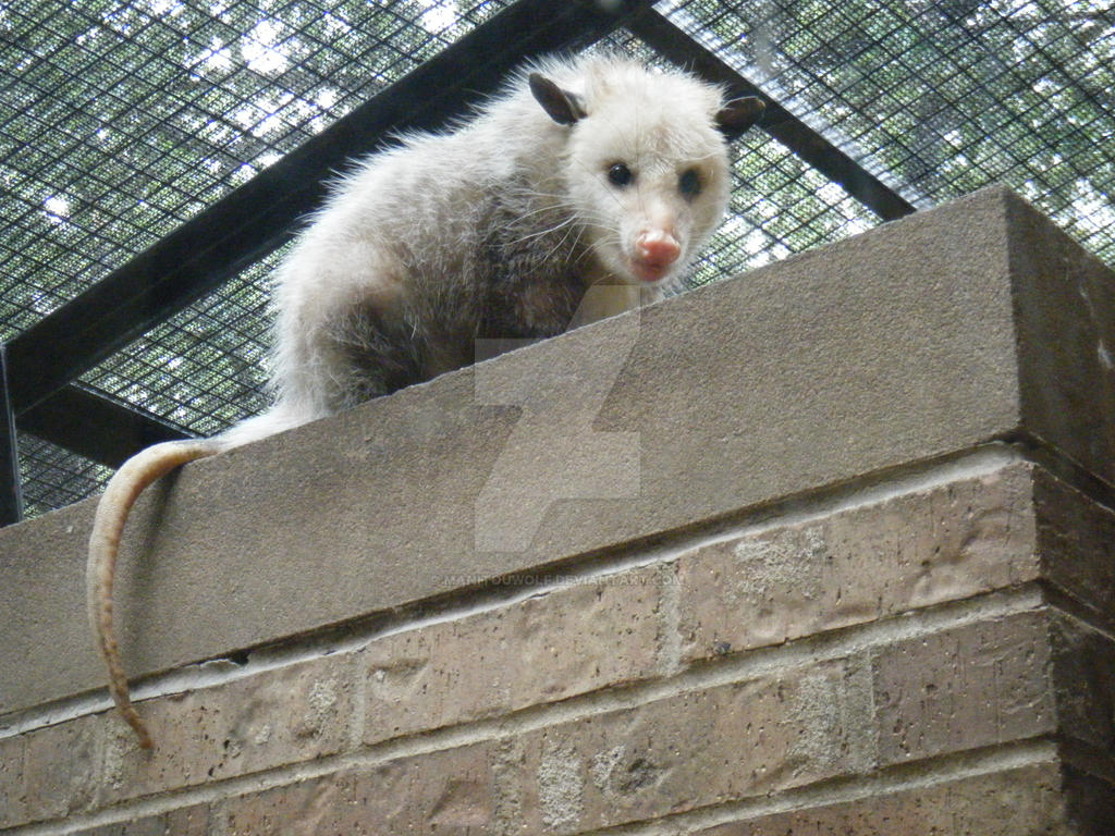 Opossum