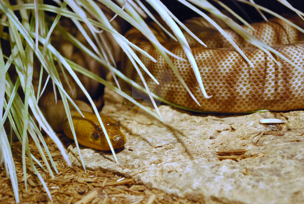 Woma Python by ManitouWolf on DeviantArt