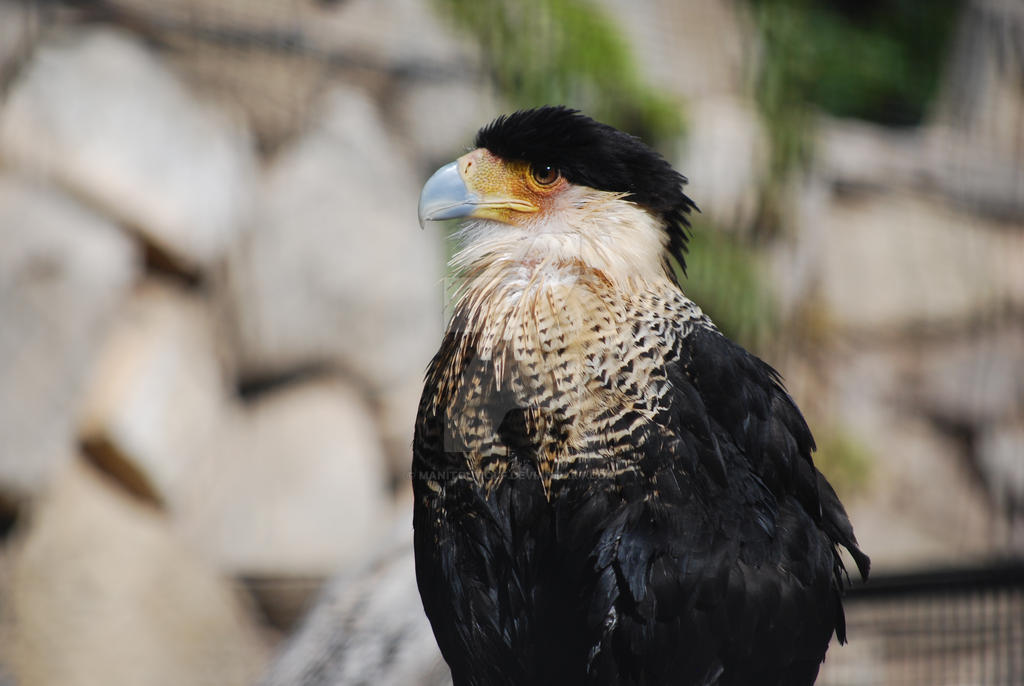 Crested Caracara