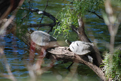 Red-Earred Sliders