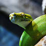 Green Tree Python