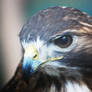 Glamour Shot (Red Tailed Hawk)