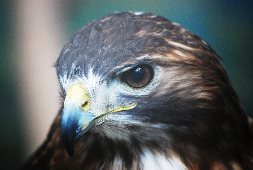 Glamour Shot (Red Tailed Hawk)