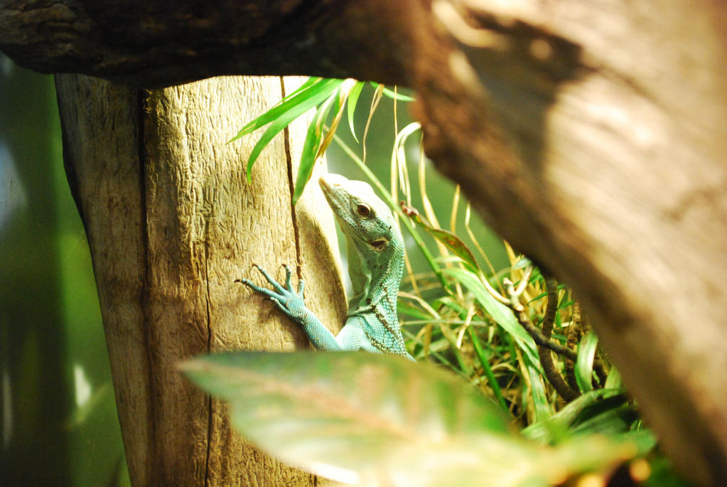 Tree Monitor Frame Green Tree Monitor by ManitouWolf on DeviantArt