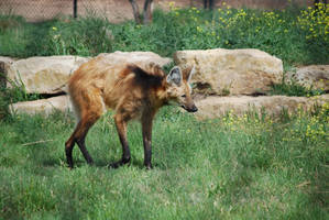 Maned Wolf 02