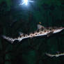 Leopard Sharks 01