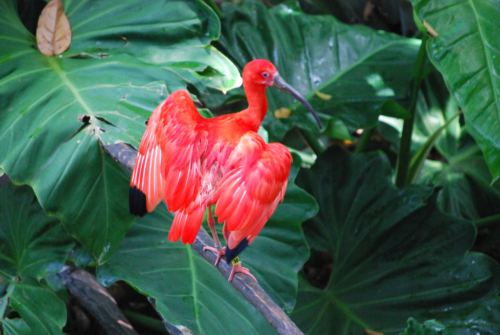 Scarlet Ibis I