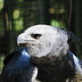 Male Model: Harpy Edition