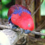 Female Eclectus Parrot 02