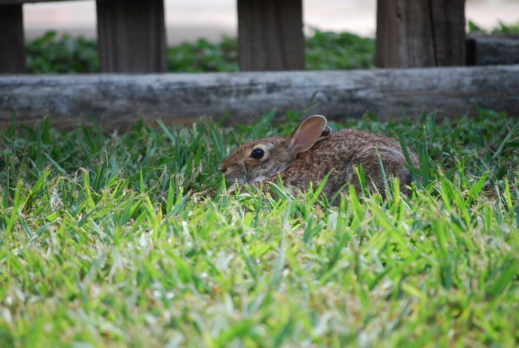 Crouched Rabbit Crouched by ManitouWolf on DeviantArt