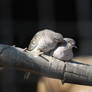 Pair of Inca Doves II