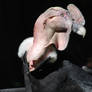 Andean Condor 01