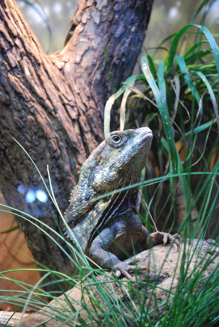 Frilled Lizard 01 by ManitouWolf on DeviantArt