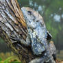 Frilled-neck Lizard 2