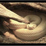 White Rattler