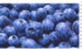 fresh blueberries stamp