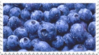 fresh blueberries stamp