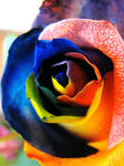 rainbow rose by dreadsgirl