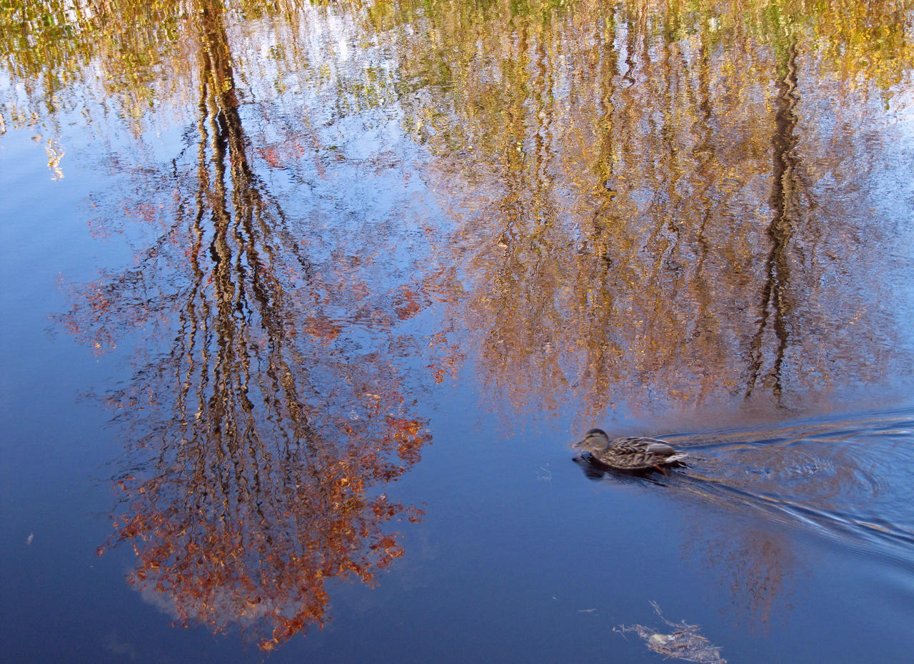 Inverted Fall by Meinichi on DeviantArt