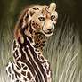 Speed Paint - King Cheetah