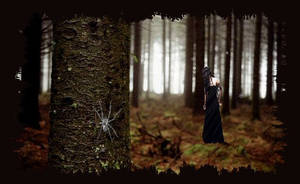 Darkened Forest