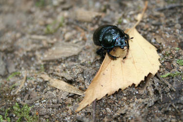 Small fellow with leaf