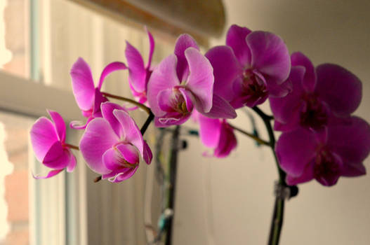 Orchids