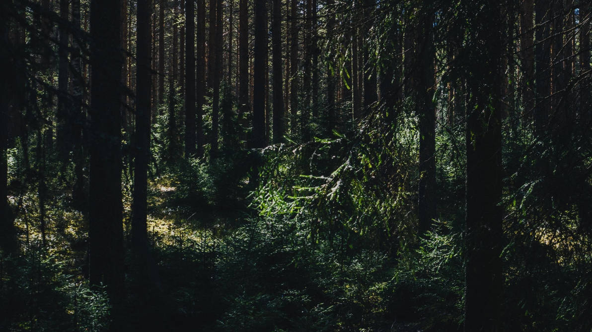 Дикий хвойный. Темный хвойный лес. Темный еловый лес. Эстетика леса. Темно зеленый лес.