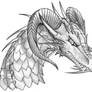 016 . Dragon Head Sketch