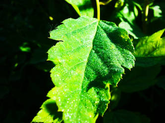 Leaf Of Water