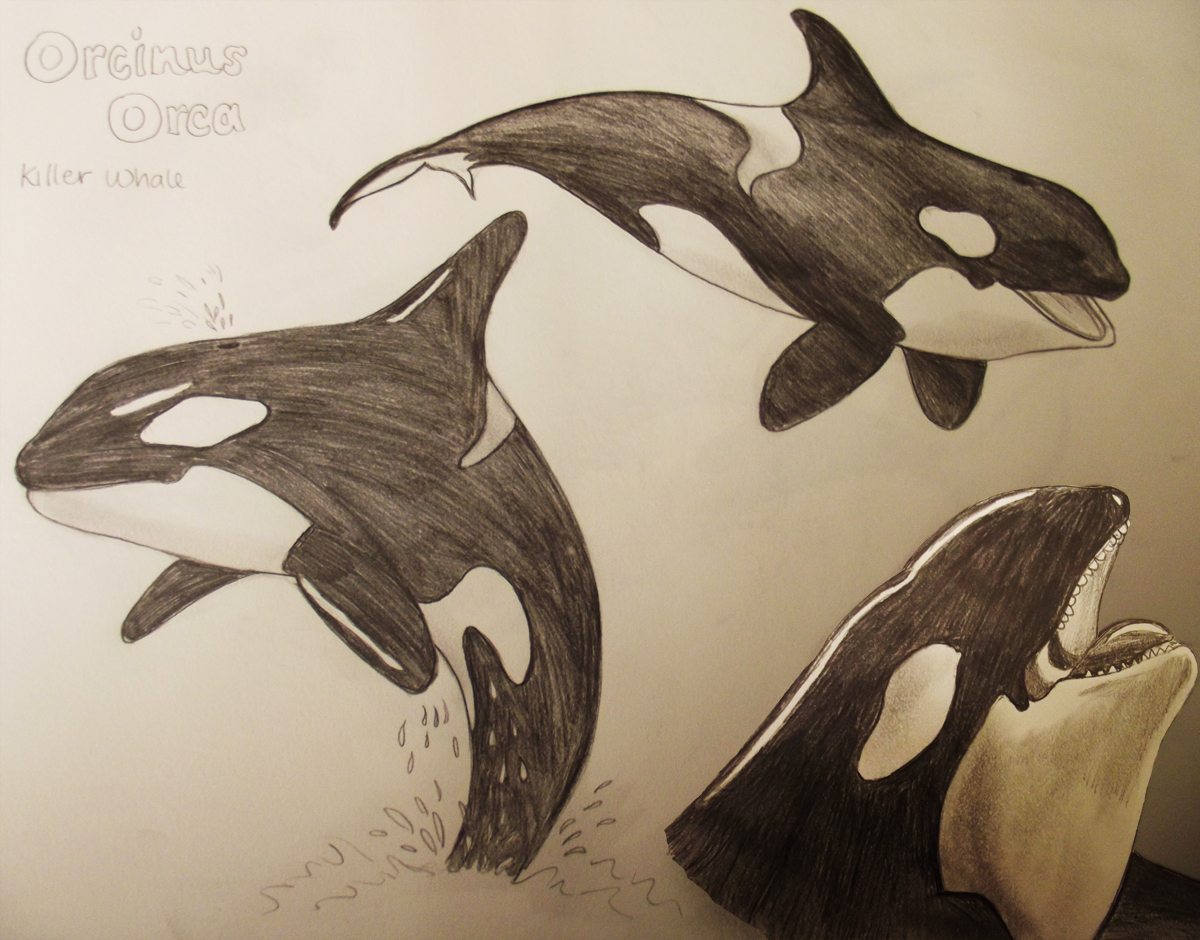 Killer Whale Drawings