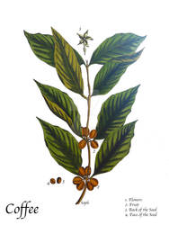 Coffee Plant