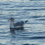 Foreshore Seagull