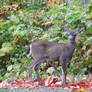 Mule Deer