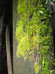 Mossy Log