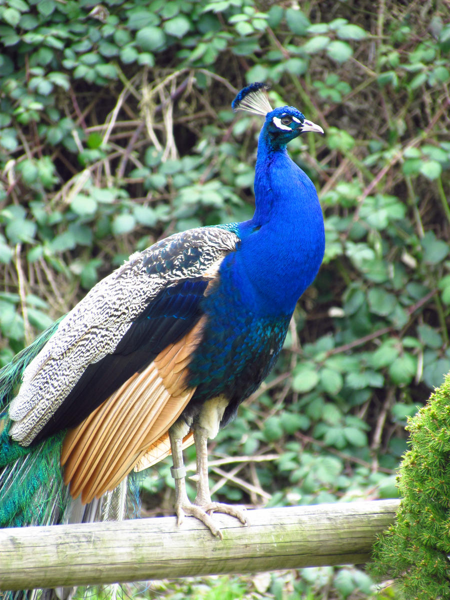 Peacock