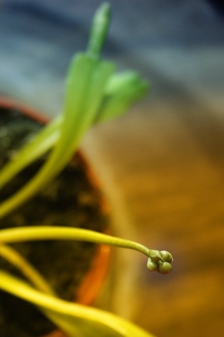 flytrap flower