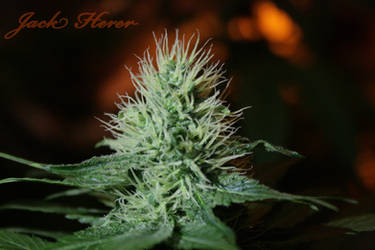 Jack Herer