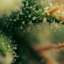 NL Trichomes