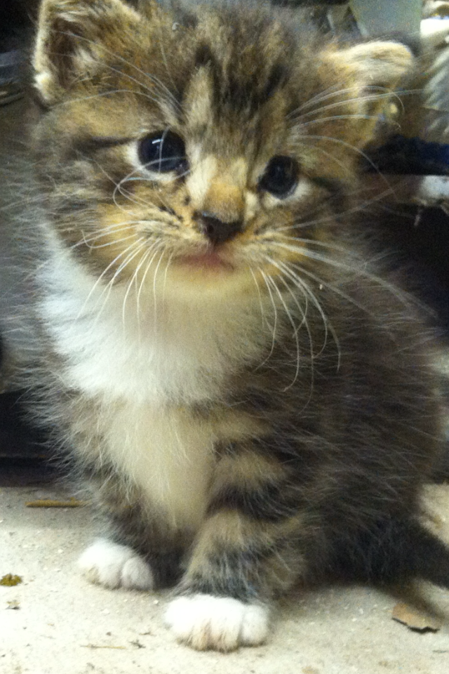 Close up of a fluff-ball