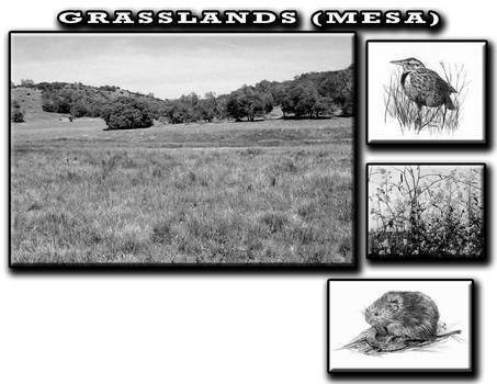 Grasslands ecosystem