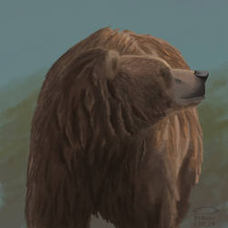 Bear portrait