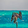 Pelican Dive